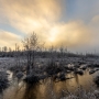 Rotes Moos im Winter